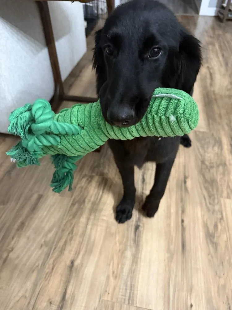 A baby large-sized male Retriever dog named Stanley for adoption in Boston, MA