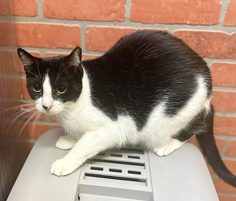 Mckinley thumbnail 2