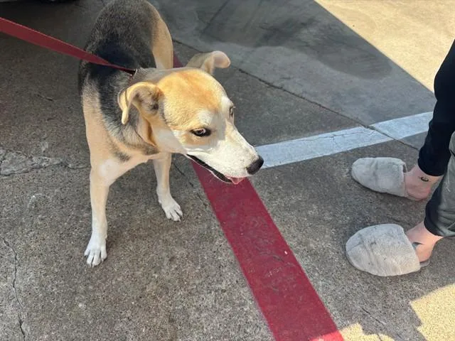 A young large-sized male German Shepherd Dog dog named Shoelace for adoption in Garland, TX