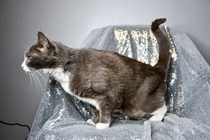 A senior large-sized male Domestic Short Hair cat named Sir Philip for adoption in Yakima, WA