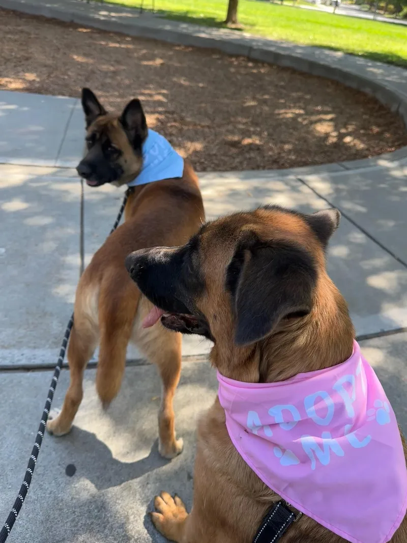 A young medium-sized male German Shepherd Dog dog named Zeke for adoption in santa monica, CA