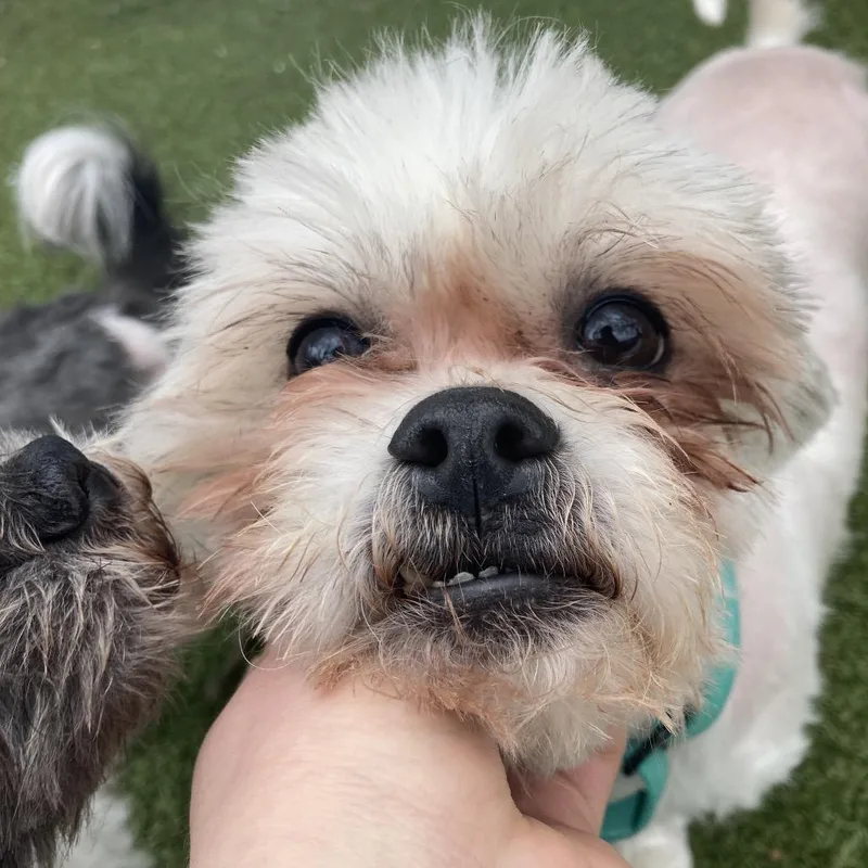 A senior small-sized male White / Cream Mixed Breed dog named Wallace for adoption in Providence, RI
