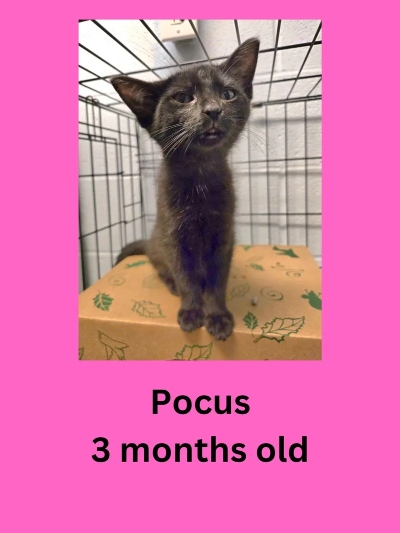 A baby small-sized female Black Domestic Short Hair cat named Pocus for adoption in Ravenna, OH