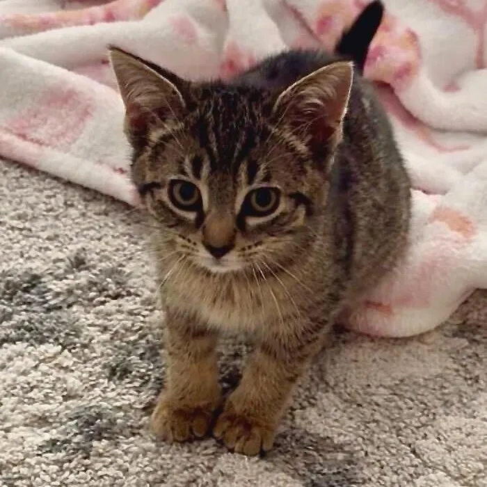 A baby medium-sized female Tabby (Brown / Chocolate) Tabby cat named Shelby for adoption in East Amherst, NY