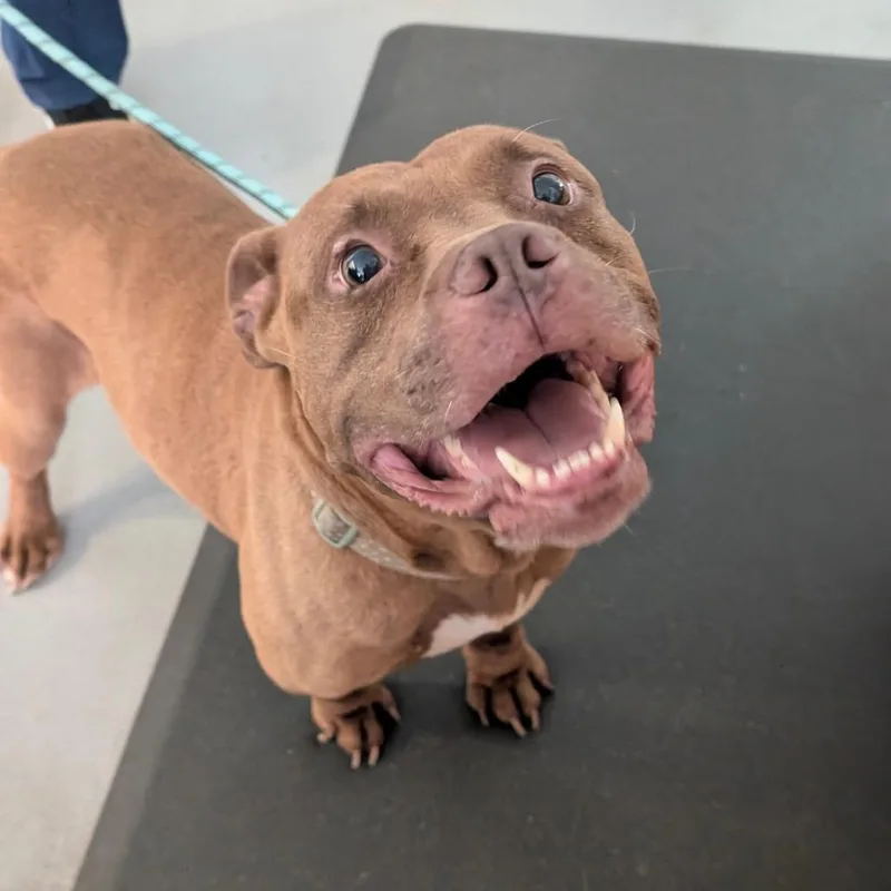 An adult medium-sized female Red / Chestnut / Orange Pit Bull Terrier dog named Lady Bug for adoption in Charlottesville, VA