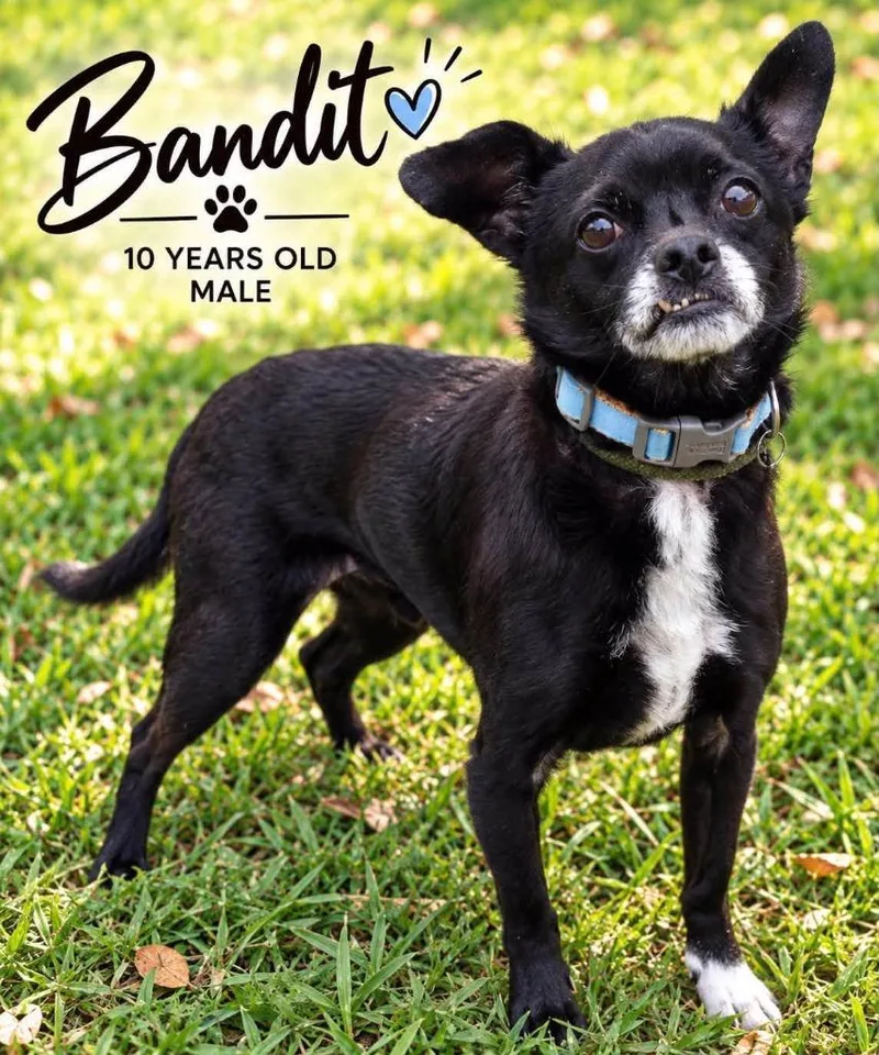 A senior medium-sized male Chihuahua dog named Bandit for adoption in Kingsland, GA
