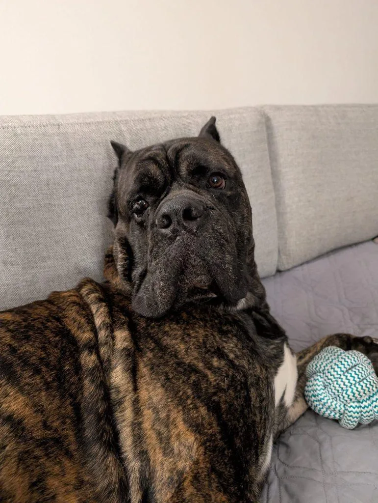 Pooch The Champion thumbnail 2