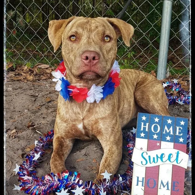 An adult medium-sized female American Staffordshire Terrier dog named Tala for adoption in Sebring, FL