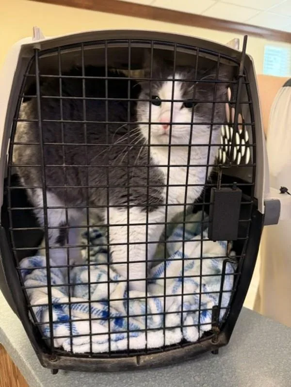 An adult small-sized female Domestic Medium Hair cat named Pearl for adoption in Virginia Beach, VA