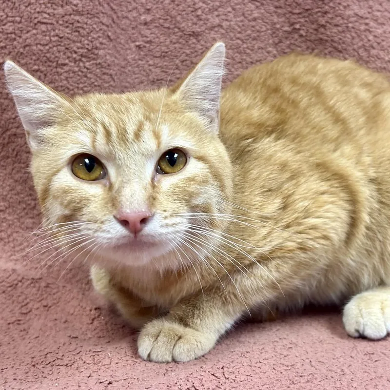 A young medium-sized male Orange / Red Domestic Short Hair cat named Edgar is at Petco for adoption in St Joseph, MO