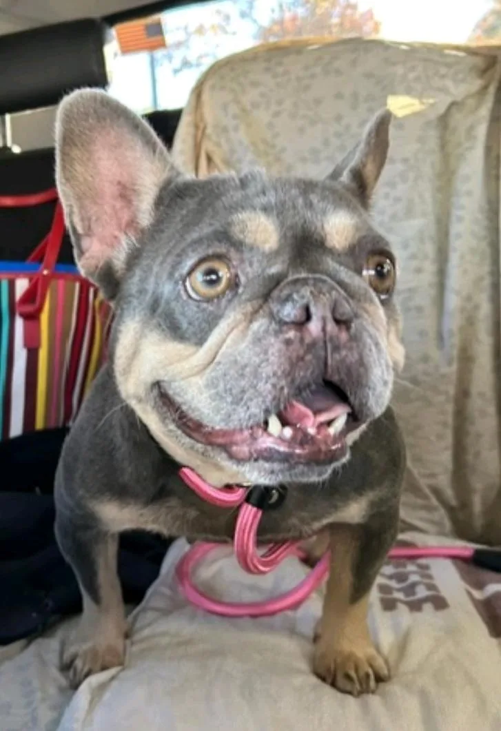 Snuggle Bug thumbnail 3