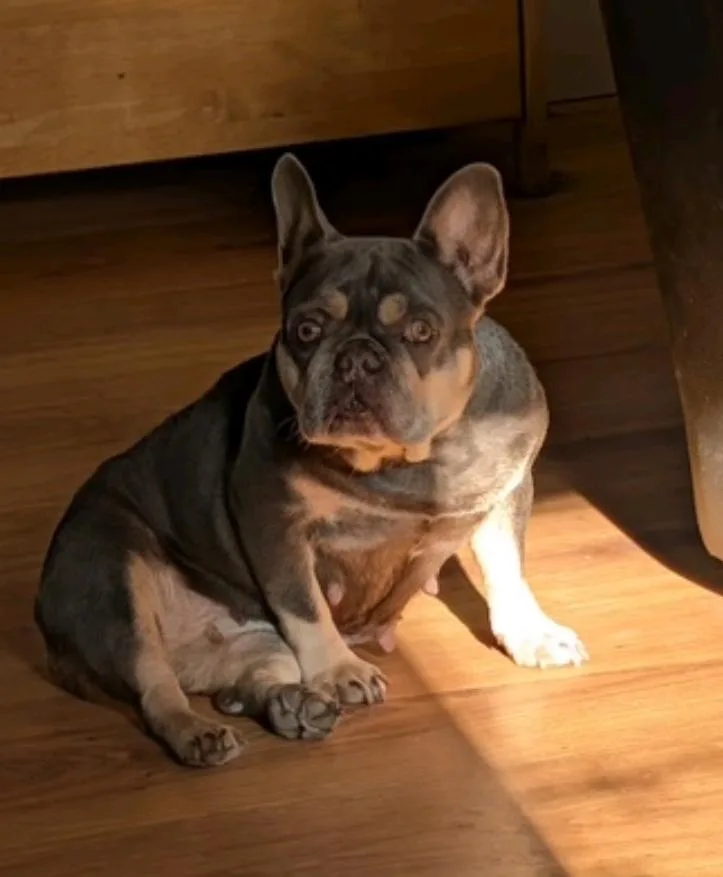 Snuggle Bug thumbnail 5