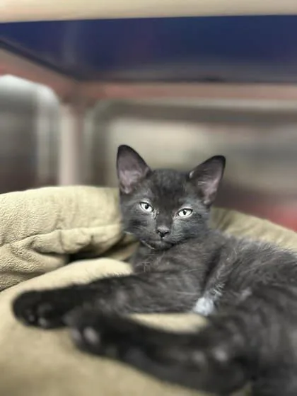 A baby small-sized male Domestic Short Hair cat named Ahru for adoption in Munster, IN