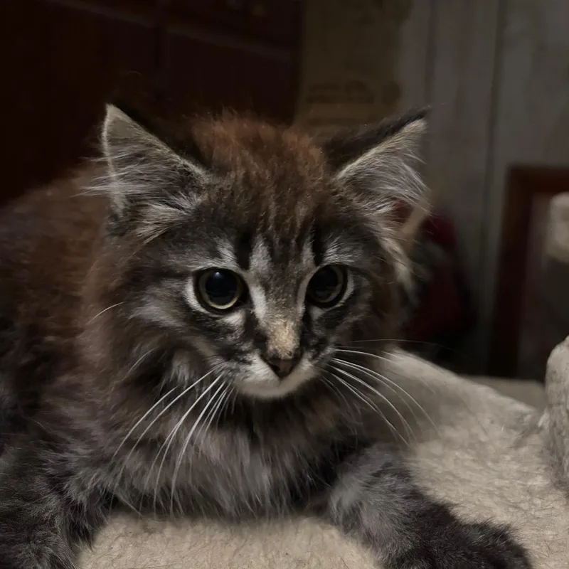 A baby small-sized male Gray / Blue / Silver Domestic Medium Hair cat named Hershey for adoption in Washington, DC