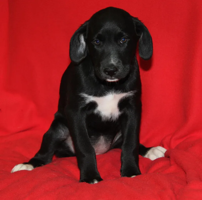 A baby medium-sized female Black Labrador Retriever dog named Treasure for adoption in Marietta, OH