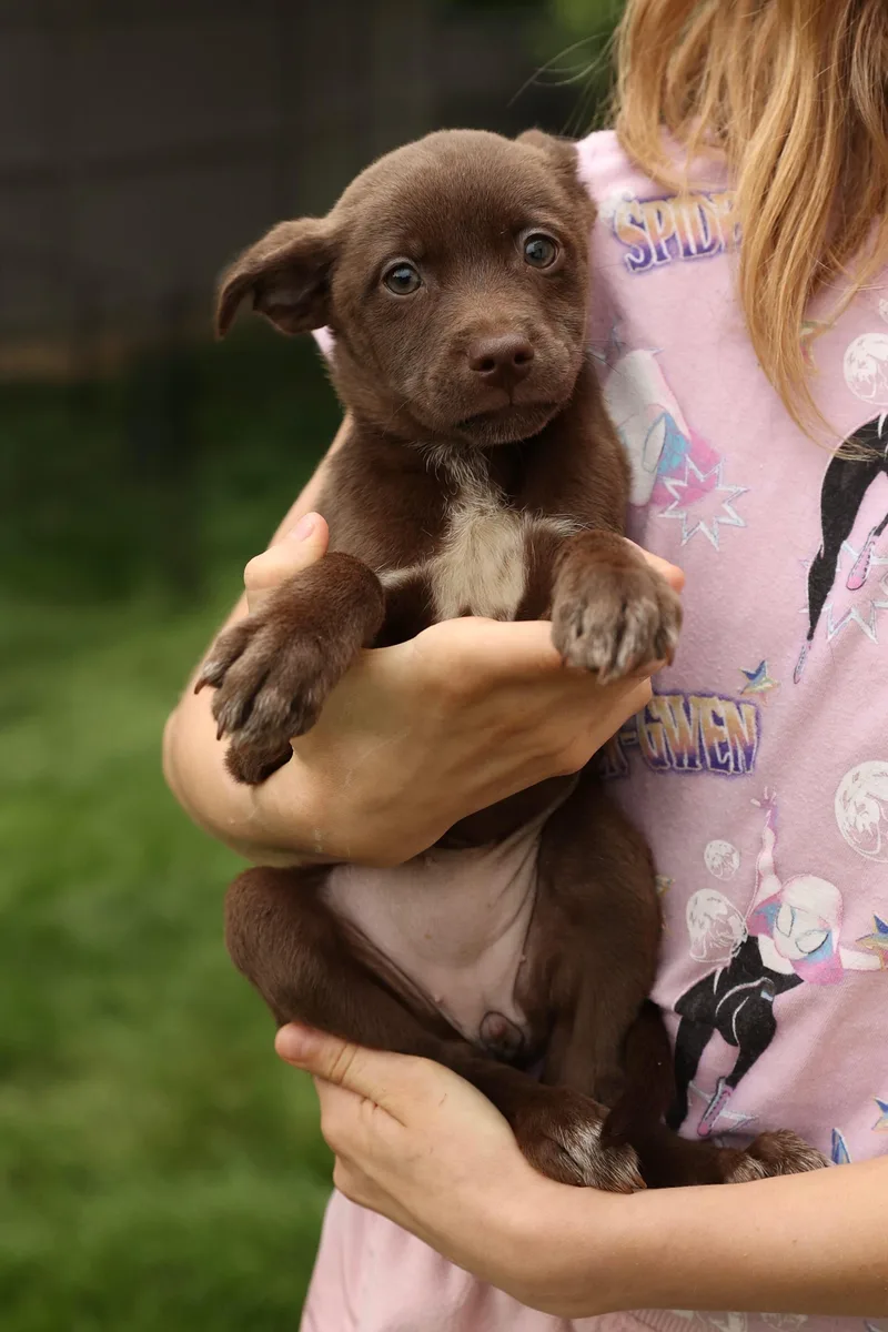 A baby small-sized female Terrier dog named Marina for adoption in Gainesville, VA