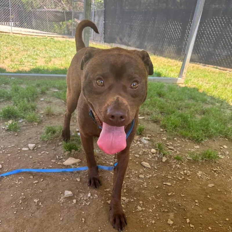 An adult medium-sized male Brown / Chocolate Mixed Breed dog named Leo for adoption in Blue Ridge, GA