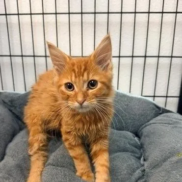 A baby small-sized male Orange / Red Domestic Medium Hair cat named Hunter for adoption in Hawthorne, CA