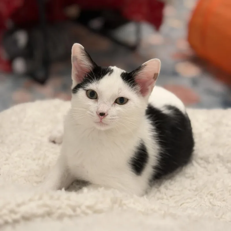 A baby small-sized female White Domestic Short Hair cat named Scout for adoption in Charlotte, NC