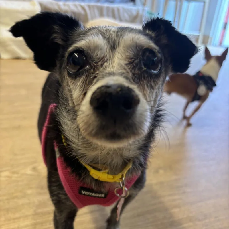 A senior small-sized female Black Chihuahua dog named Ginger Ale for adoption in San Francisco, CA