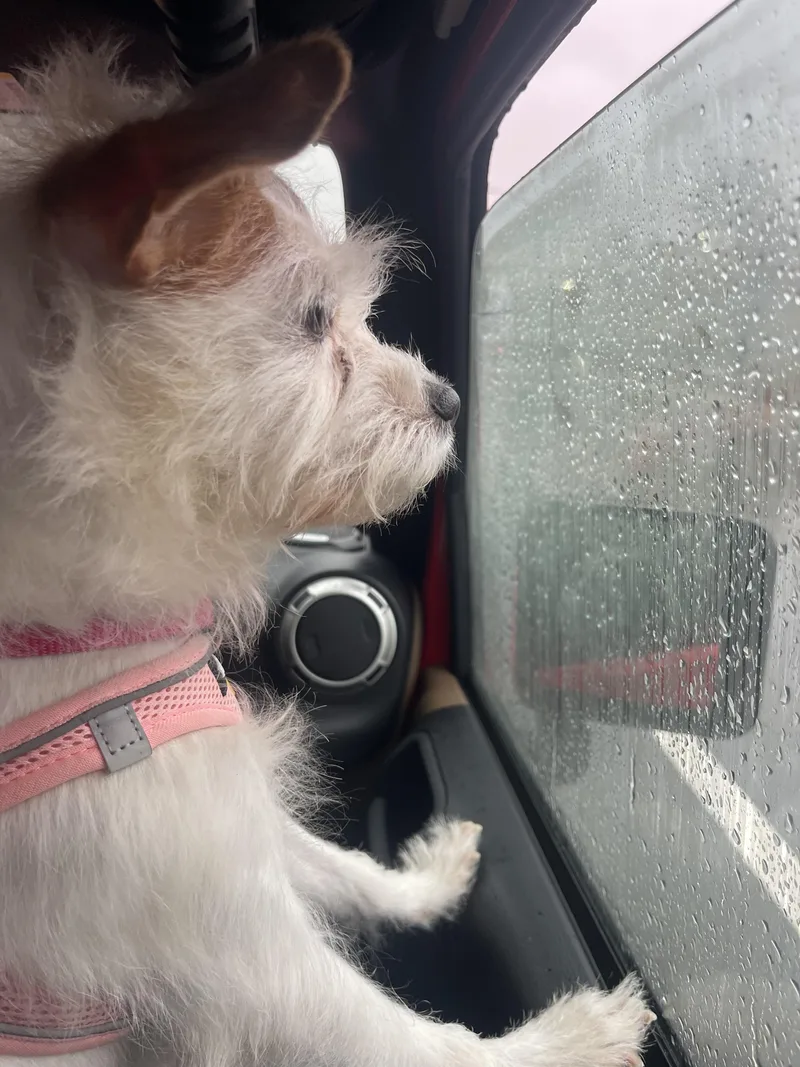 An adult small-sized female Jack Russell Terrier dog named Terri for adoption in New York, NY