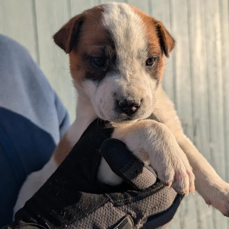 A baby small-sized female White / Cream Australian Shepherd dog named Betty for adoption in Phoenix, AZ