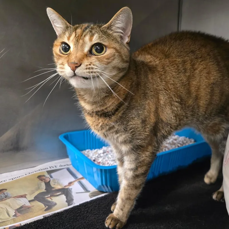 A senior medium-sized female Orange / Red Egyptian Mau cat named Chickapea for adoption in Waldorf, MD