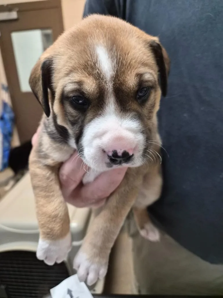 A baby medium-sized female Mixed Breed dog named Surprise for adoption in Rome, GA
