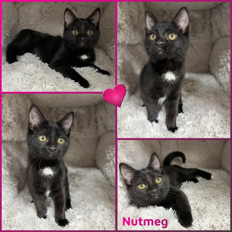A baby small-sized female Black & White / Tuxedo Domestic Short Hair cat named Nutmeg for adoption in Louisville, KY