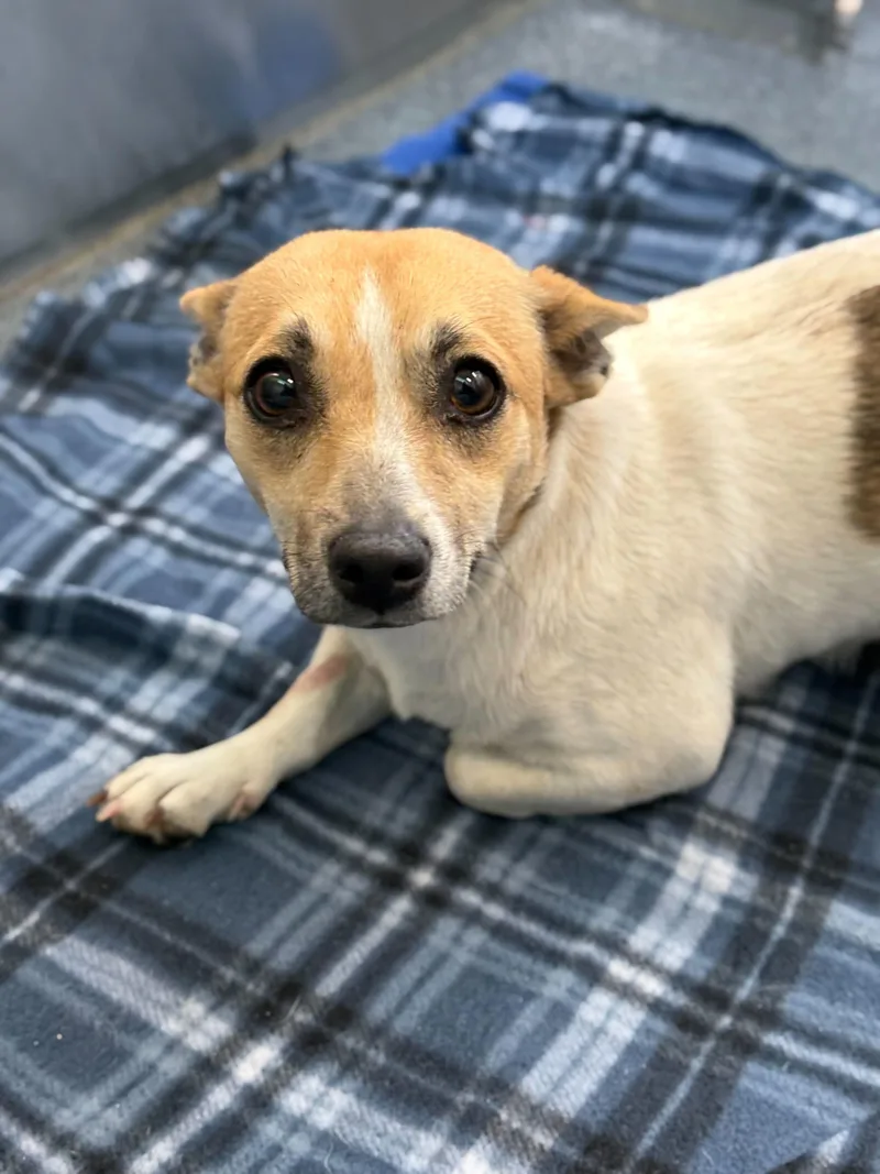 An adult small-sized female Chihuahua dog named Tally for adoption in Portland, ME