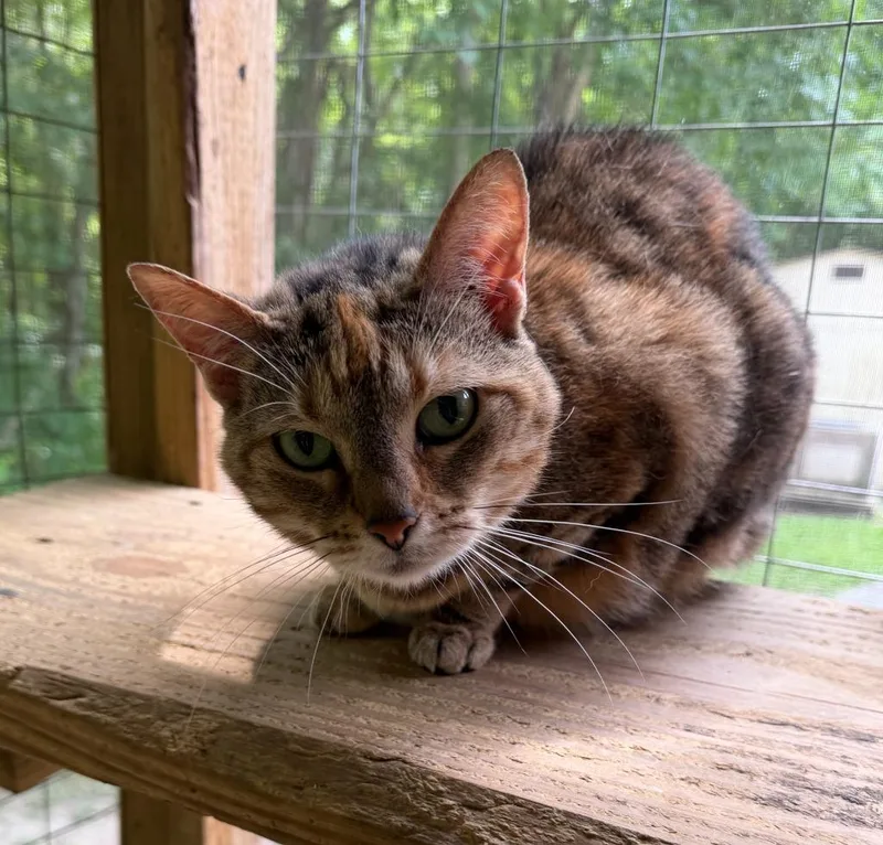 A senior medium-sized female Domestic Short Hair cat named Rose for adoption in Cambridge, MD