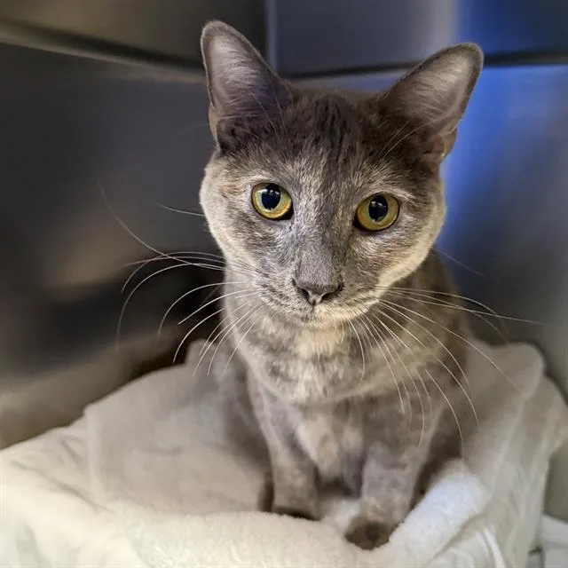 A young small-sized female Domestic Short Hair cat named Echo for adoption in Las Vegas, NV