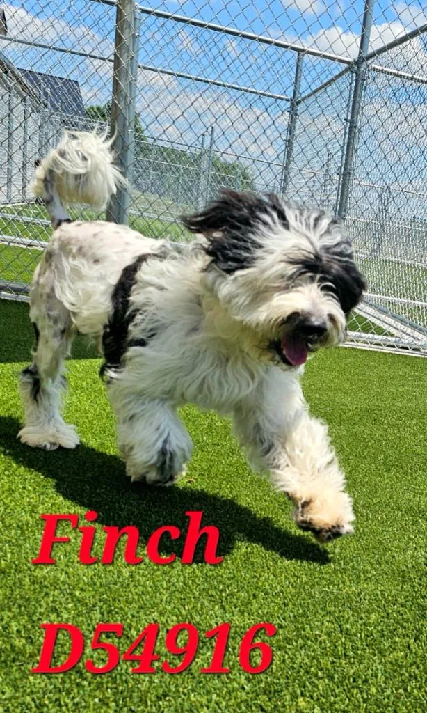 A young medium-sized male Mixed Breed dog named Finch for adoption in Clarksville, TN