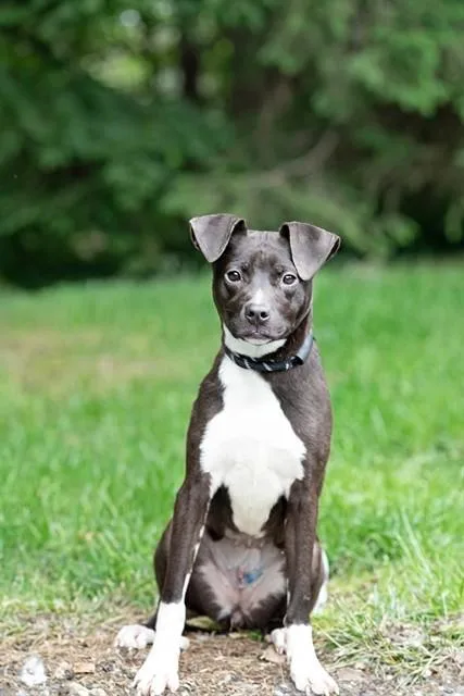 A young medium-sized female Border Collie dog named Salami for adoption in Belleville, IL