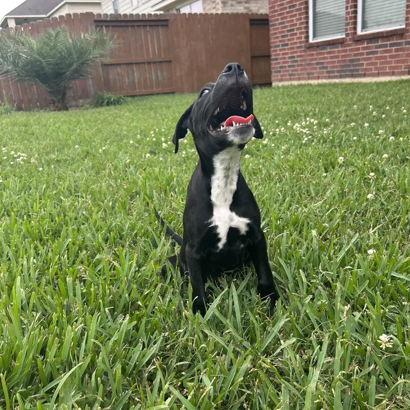 A baby medium-sized female Black Labrador Retriever dog named Susan for adoption in Manvel, TX
