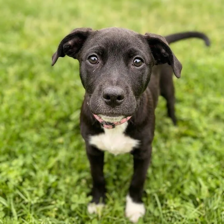 A baby medium-sized female Black Labrador Retriever dog named Ada for adoption in South Elgin, IL