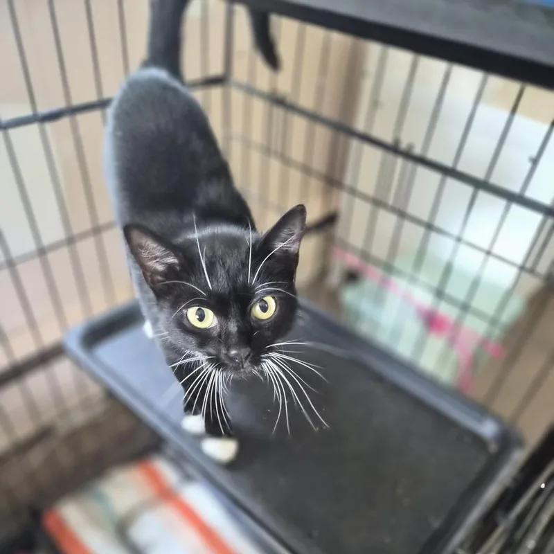 A young small-sized female Black & White / Tuxedo Domestic Short Hair cat named Devyn for adoption in Patchogue, NY