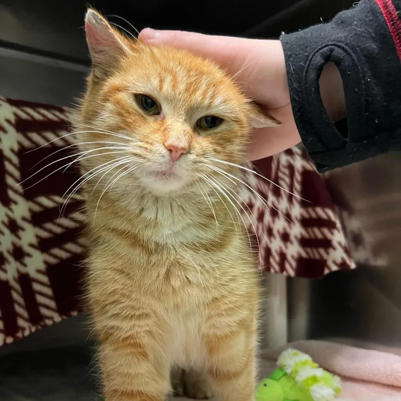 Critterbits thumbnail 2