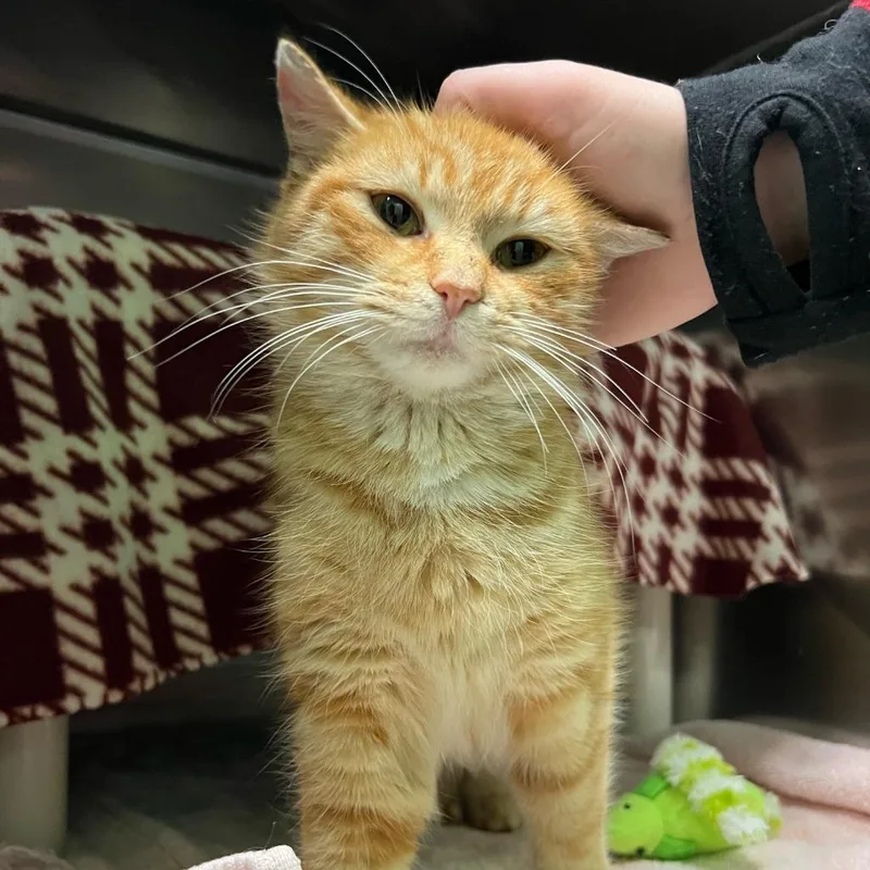 Critterbits thumbnail 3