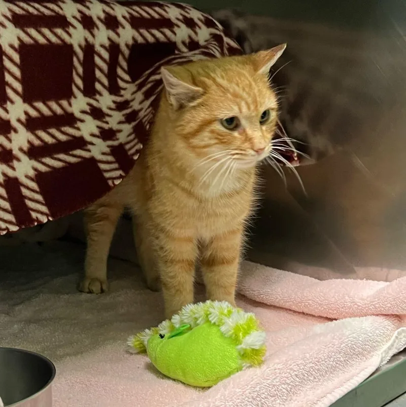 Critterbits thumbnail 4