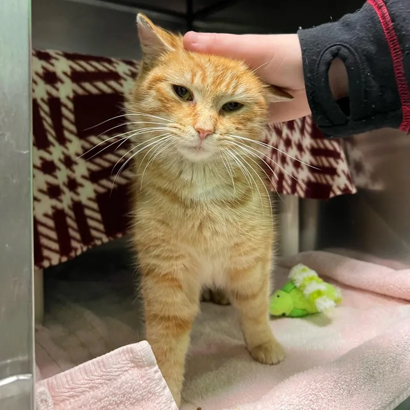 Critterbits thumbnail 5