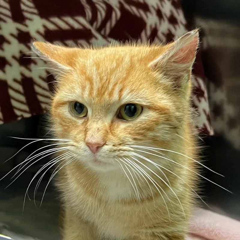 Critterbits thumbnail 6