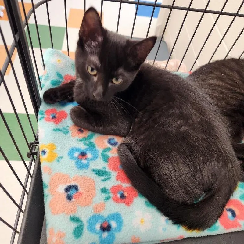 A young small-sized female Black Domestic Short Hair cat named Elowen for adoption in Rocky Mount, VA