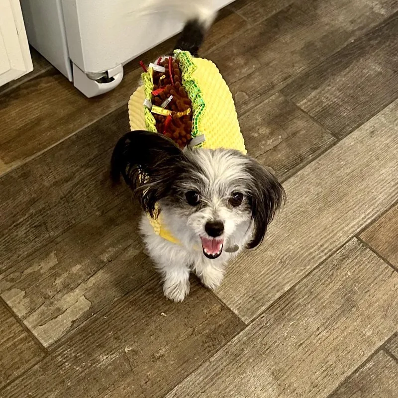 A senior small-sized female White / Cream Maltese dog named MochiMia for adoption in Palm Springs, CA