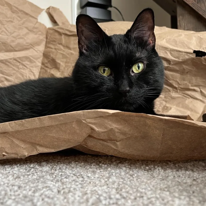 A senior large-sized male Black Domestic Short Hair cat named Jack for adoption in Washington Township, OH