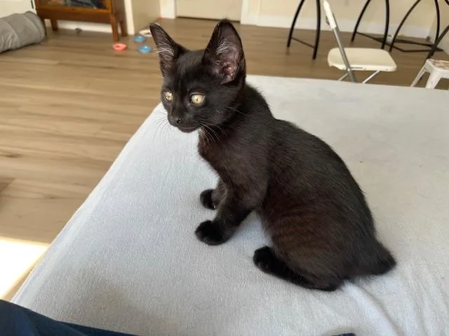 My Handsome Huge Eared thumbnail 2