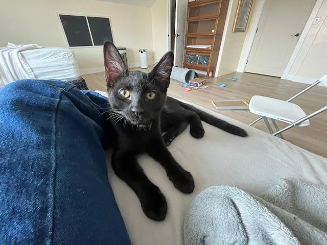 My Handsome Huge Eared thumbnail 3