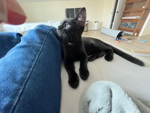 My Handsome Huge Eared thumbnail 4