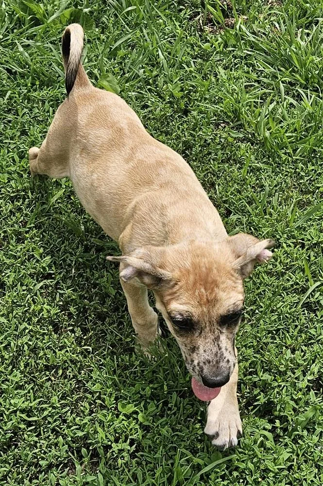 A baby medium-sized male Mixed Breed dog named Buckwheat for adoption in Peoria, IL