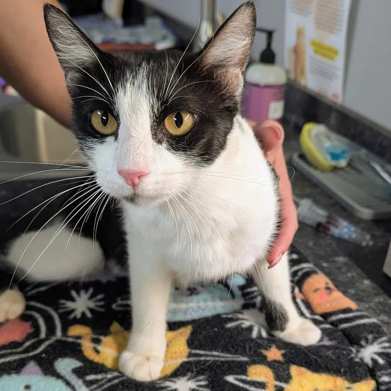 An adult medium-sized female Black Domestic Short Hair cat named February for adoption in Brighton, MO